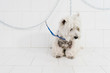 © Westend61 - Close-up of cute west highland white terrier on table against wall in pet salon