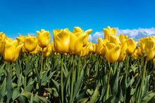 Yellow Tulips Blooming In Springtime Field