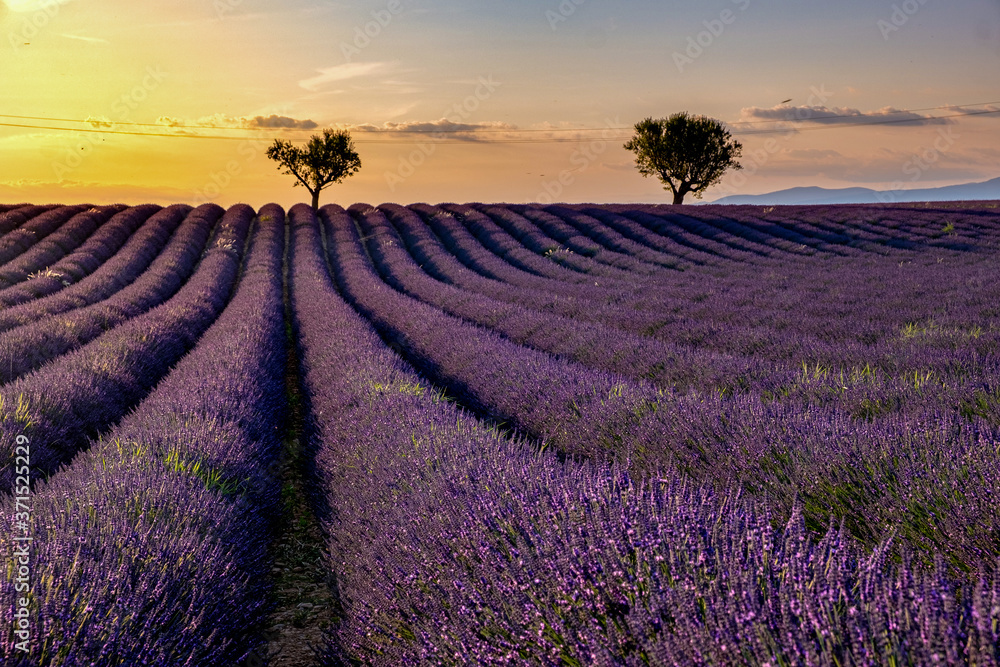 Valensole Plateau, Provence, Southern France. Lavender field at sunset. Provence - obrazy, fototapety, plakaty 