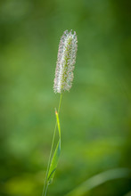 Timothy Grass - Poaceae Inflorescence

