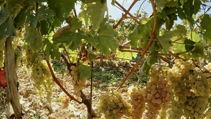 Poster - Grape harvest in Tuscany