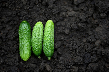 Wall Mural - Three fresh, just picked from the garden green cucumber lying on the ground. Young, small cucumbers lie in a mound on the ground. A few fresh cucumbers are spread out on the black soil