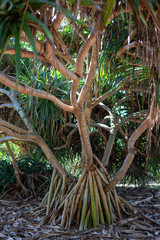 A green tree near the beach