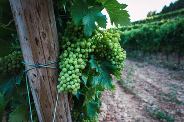 Wall Mural - Large bunches of  grapes hang from an ancient vine in warm afternoon light