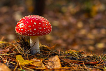 One Red Fly Mushroom Or Toadstool In Autumn Forest & Sunlight On Leaves Background. Amanita Muscaria (fly Agaric) Poisonous White Spotted Red Mushroom. Wild Forest Fly Mushroom In Autumn Pine Needles
