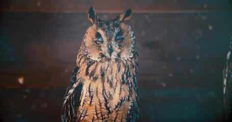 Cute owl with big eyes perching on branch turning head around looking at camera in the morning hour ,4K zoom in video. Beautiful spotted owl living in peaceful forest.