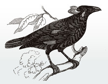 Common Hill Myna, Gracula Religiosa Sitting On A Branch, After An Antique Illustration From The 19th Century