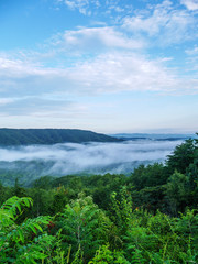 Wall Mural - fog in the valley below a scenic overlook along the skyway motorway in the talladega national forest, alabama, usa