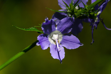 Wall Mural - Purple Wildflowers