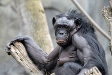 Portrait Of A Female Ape
