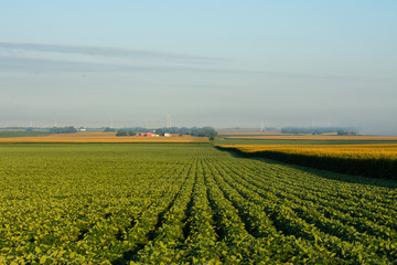 Sticker - Soybean Field