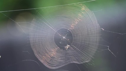 Tokyo,Japan-August 15, 2020: A small spider building a spider web or cobweb in the morning sun
