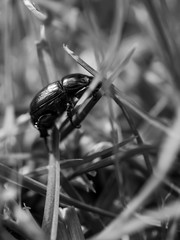 Wall Mural - black and white photo of a beetle on the grass