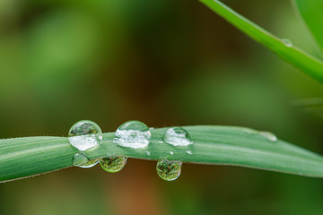 Dew drops on green leaf. meadow grass in drops rain, nature background. From pure water