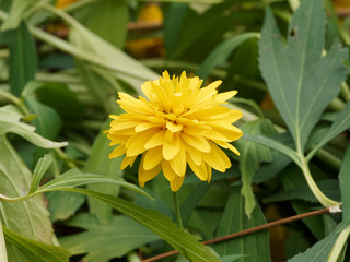 Rudbeckia laciniata 'Goldball' | Rudbéckies laciniées à fleurs doubles ou pompons jaune profond 
