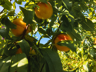 Ripe juicy peaches grow on a branch with green leaves on a sunny summer day.