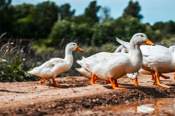 Young geese drink dirty water from a puddle