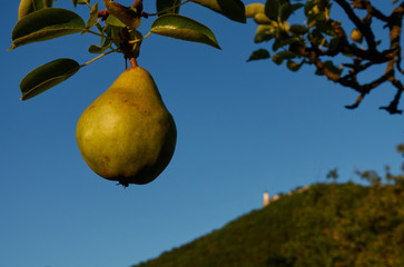 Close up of a ripe pear (pyrus) the fruit hangs on a branch of a tree, castle on a hill. Germany, Baden-Wuerttemberg.