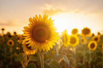 Sunflowers in the field, summertime agricultural background