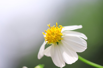 Bidens pilosa flower or white spanish needle macro blooming in garden nature outdoor background