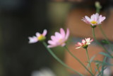 Fototapeta Kosmos - 公園のマーガレットの花
Margaret flowers in the park.