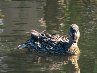 A female mallard swimming on a pond and looking to the camera.