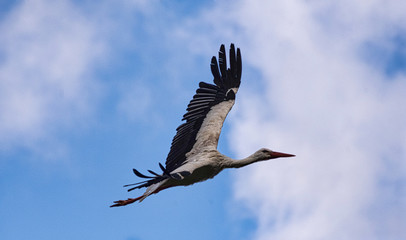 Poster - Vol de cigogne