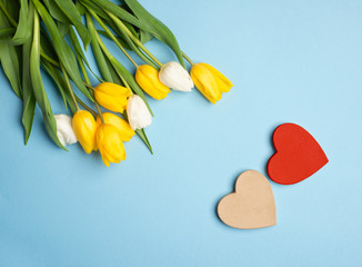 Tulips of yellow and white lie on the table, on a blue background. 2 hearts lie nearby. Top view