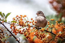 Closeup Of A Sparrow In A Tree Full Of Fruit