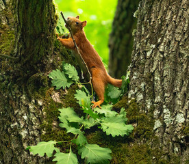 squirrel on tree