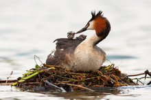 Great Crested Grebe, Podiceps Cristatus, Mother Feeding Cubs On Water In Spring. Waterbird With Black Crest And Red Head Nesting On Boughs On River. Wild Feathered Animal With Baby Animals On Back