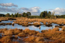 The Wetlands Of Thursley Common, Surrey, In The Evening Winter Sun.