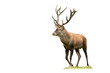 © WildMedia - Calm red deer stag with large antlers walking on meadow isolated on white background. Tranquil male mammal approaching from front view cut out on blank.