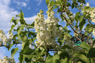 Sticker - 
White clusters of lilac flowers look bright against the blue spring sky