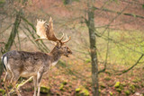 Fototapeta  - deer in the woods