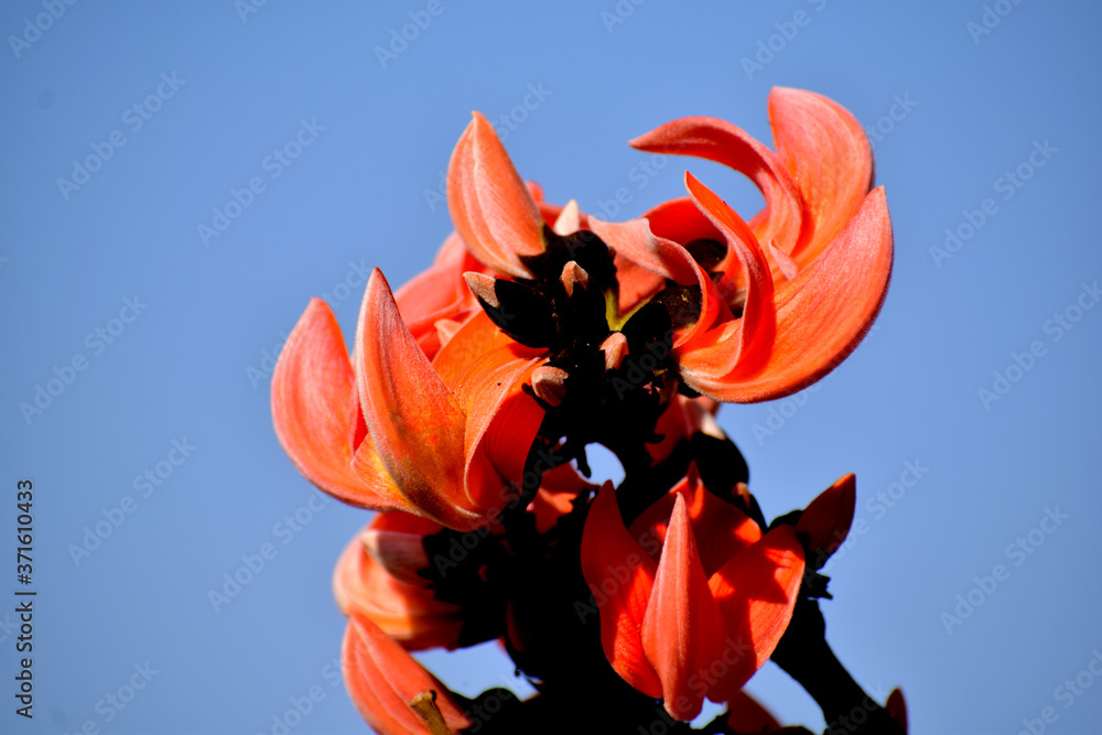 Beautia Tree The Flame of Forest or Palash or Beautia monosperma is the name of ...