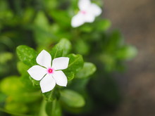 Cayenne Jasmine ,Periwinkle, Catharanthus Rosea, Madagascar Periwinkle, Vinca, Apocynaceae Name Flower White Color Springtime In Garden On Blurred Of Nature Background