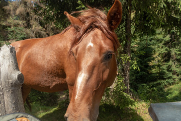 Wall Mural - portrait of a brown horse