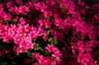 canvas print picture - Blumen pink rosa sommer 