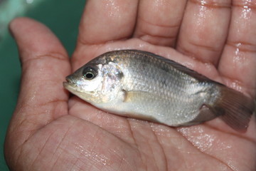 Wall Mural - Tilapia fish in hand GIFT tilapia fish farming hybrid tilapia culture by pisciculture farmers