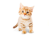Fototapeta Koty - british shorthair cat