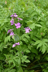 Canvas Print - Purple Dame's Rocket flowers, Hesperis matronalis, on soft focus background. Concepts of wildflowers, summer, romance, invasive species