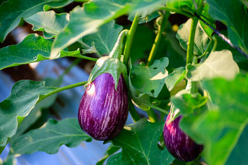 Sticker - New harvest of ripe purple eggplants vegetables in Italy