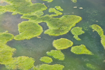 green moss on the stone