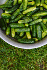Wall Mural - Cucumbers in the bowl at the background of the grass with the place for your text. Cucumber background