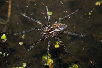 Fishing spiders can 