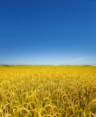 golden rice field and blue sky