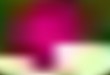 © smaria2015 - Dark Pink, Green vector abstract blurred background.