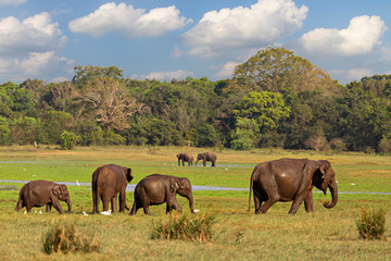 Asian elephants in Minneriya, Sri Lanka.