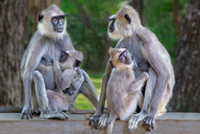 Langur Monkeys In Sri Lanka